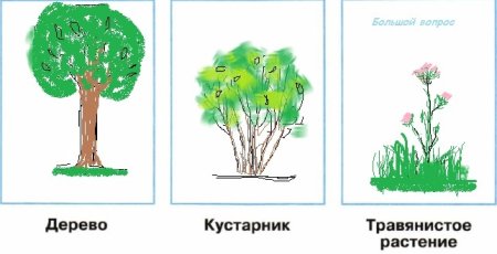 Дерево кустарник травянистое растение рисунки
