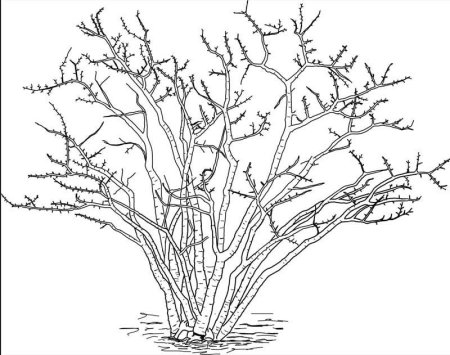 Кустарники для раскрашивания