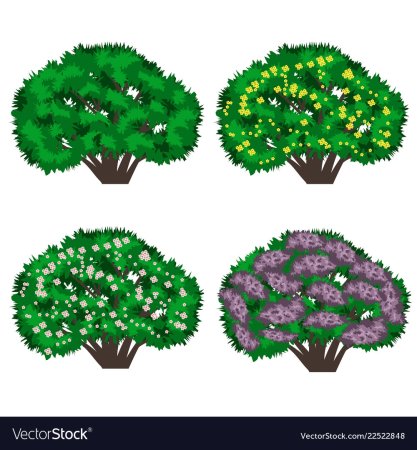 Кустарники для детей