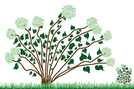 Кустарники картинки для детей