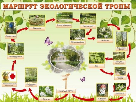 Схема экологической тропы в ДОУ