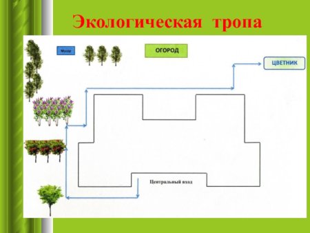 Схема экологической тропы в ДОУ