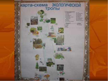 Картосхема экологической тропы в детском саду