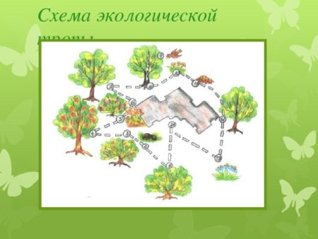 Экологическая тропа в группе
