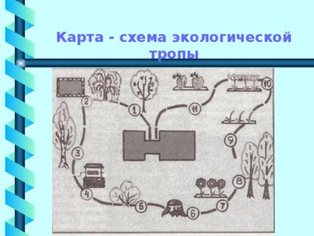 Экологическая тропа