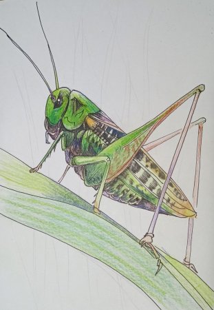 Кузнечик для рисования