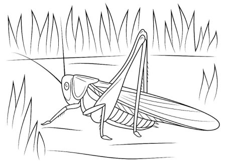 Кузнечик раскраска