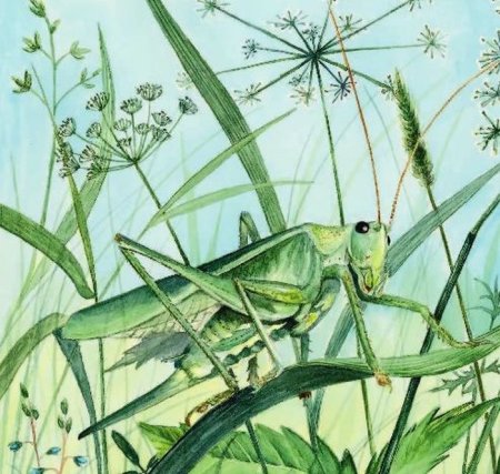 Кузнечик рисунок