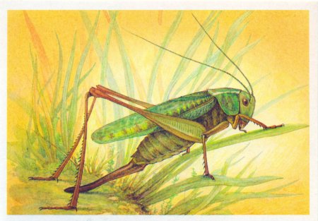 Кузнечик для детей