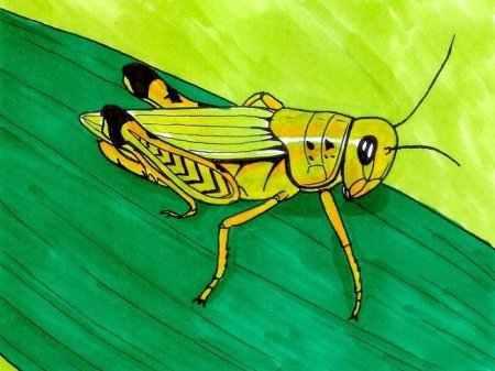 Кузнечик для рисования