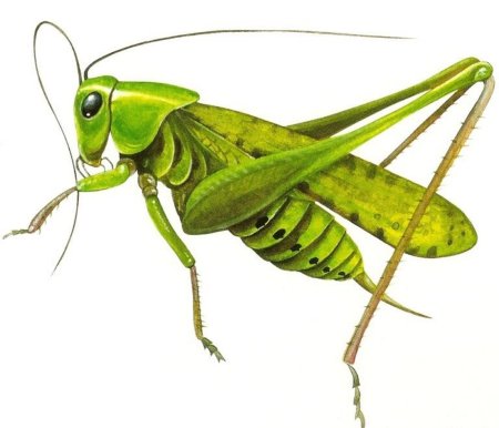 Кузнечик рисунок