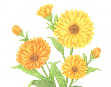 Календула контур