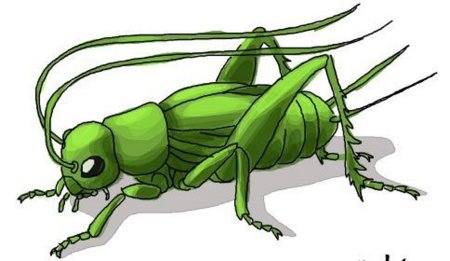 Кузнечик рисунок