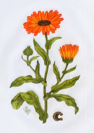 Календула цветы