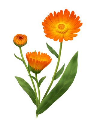 Календула стилизация