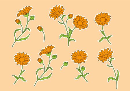 Календула лекарственная Фармакогнозия