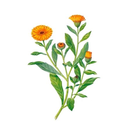 Календула Сложноцветные