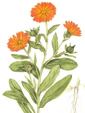Календула акварель