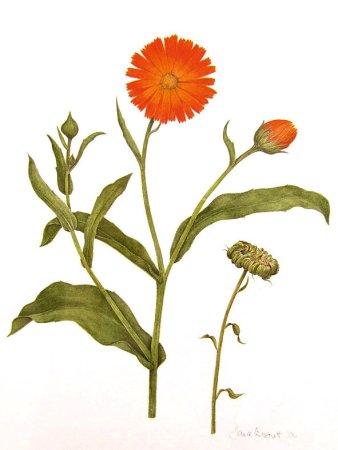 Календула лекарственная ГФ