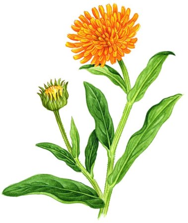 Календула рисунок