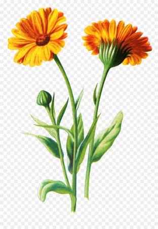 Ботанический рисунок Calendula officinalis