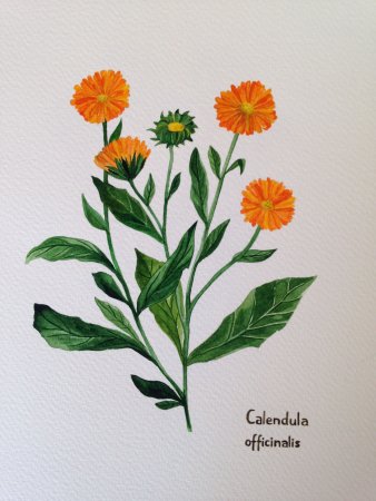Календула обыкновенная Фармакогнозия