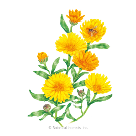 Календула ноготки Фармакогнозия