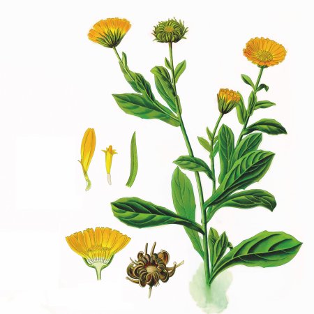 Календула нарисовать