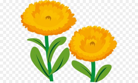 Календула картинка для детей