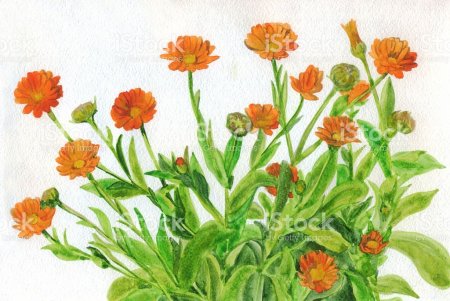 Календула раскраска для детей