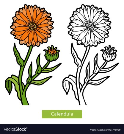 Ноготки цыетыкаранлашом