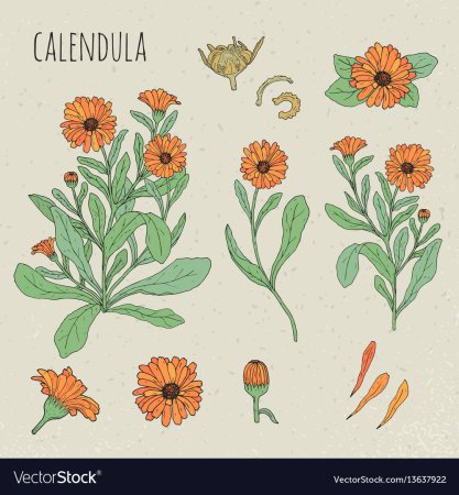 Календула карандашом