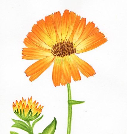 Calendula officinalis рисунок