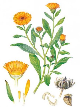 Calendula officinalis рисунок