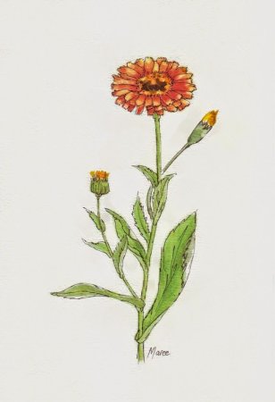 Календула цветы