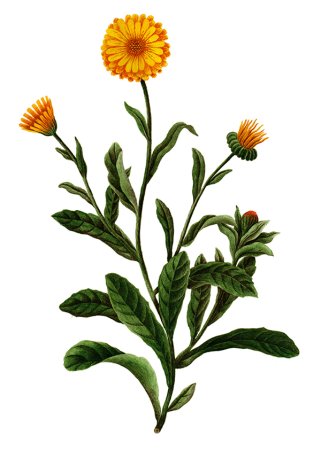 Календула лекарственная эскиз