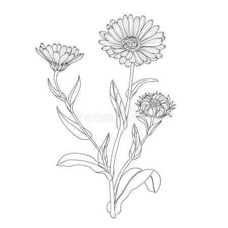 Календула для раскрашивания