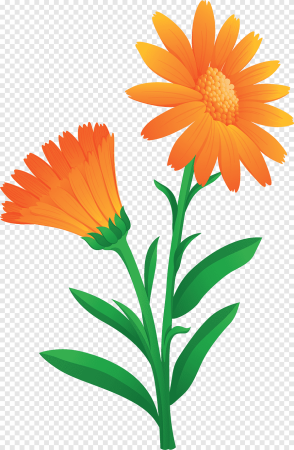 Нивяник обыкновенный