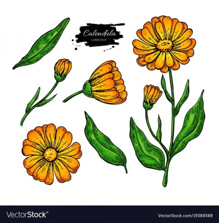 Ноготки цветы карточки для детей