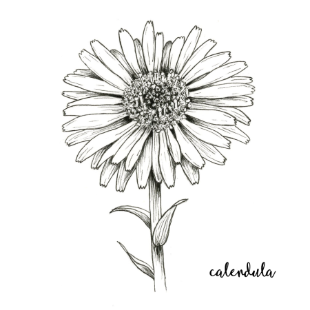 Календула цветок вектор