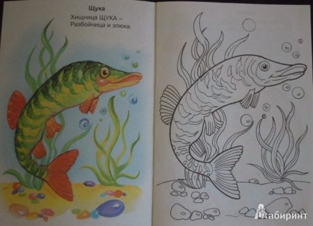 Щука разукрасить