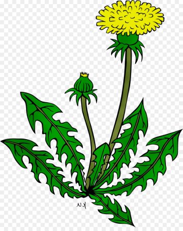 Рисунки растений