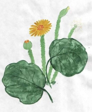 Мать и мачеха растение рисунок