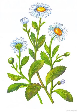 Цветок Ромашка для детей