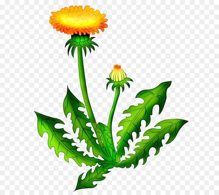 Одуванчик рисунок