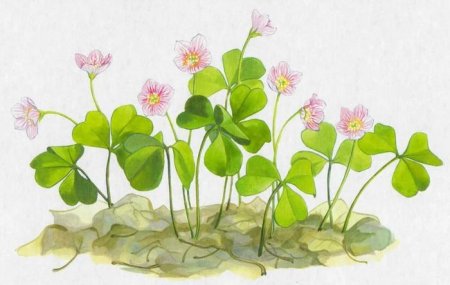 Кислица обыкновенная