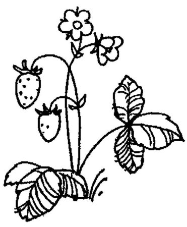 Земляника раскраска для детей