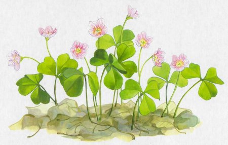 Кислица растение рисунок