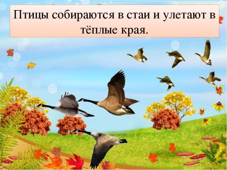 Птицы уоетающие в тёплые края