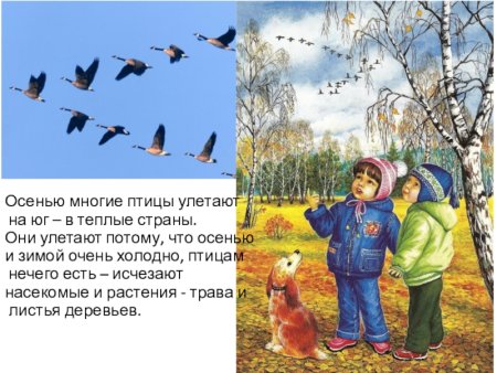 Осень птицы улетают на Юг